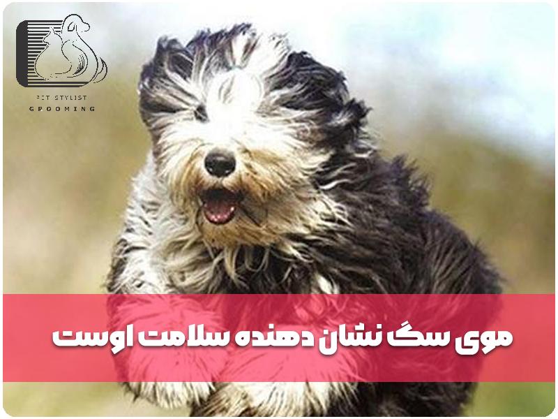 موی سگ نشان دهنده سلامت اوست